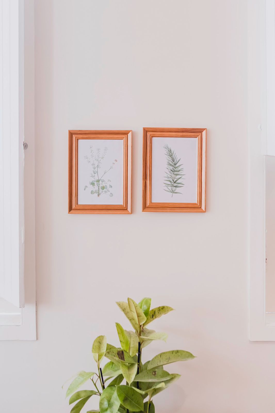 Quadros botânicos emoldurados ao lado de planta