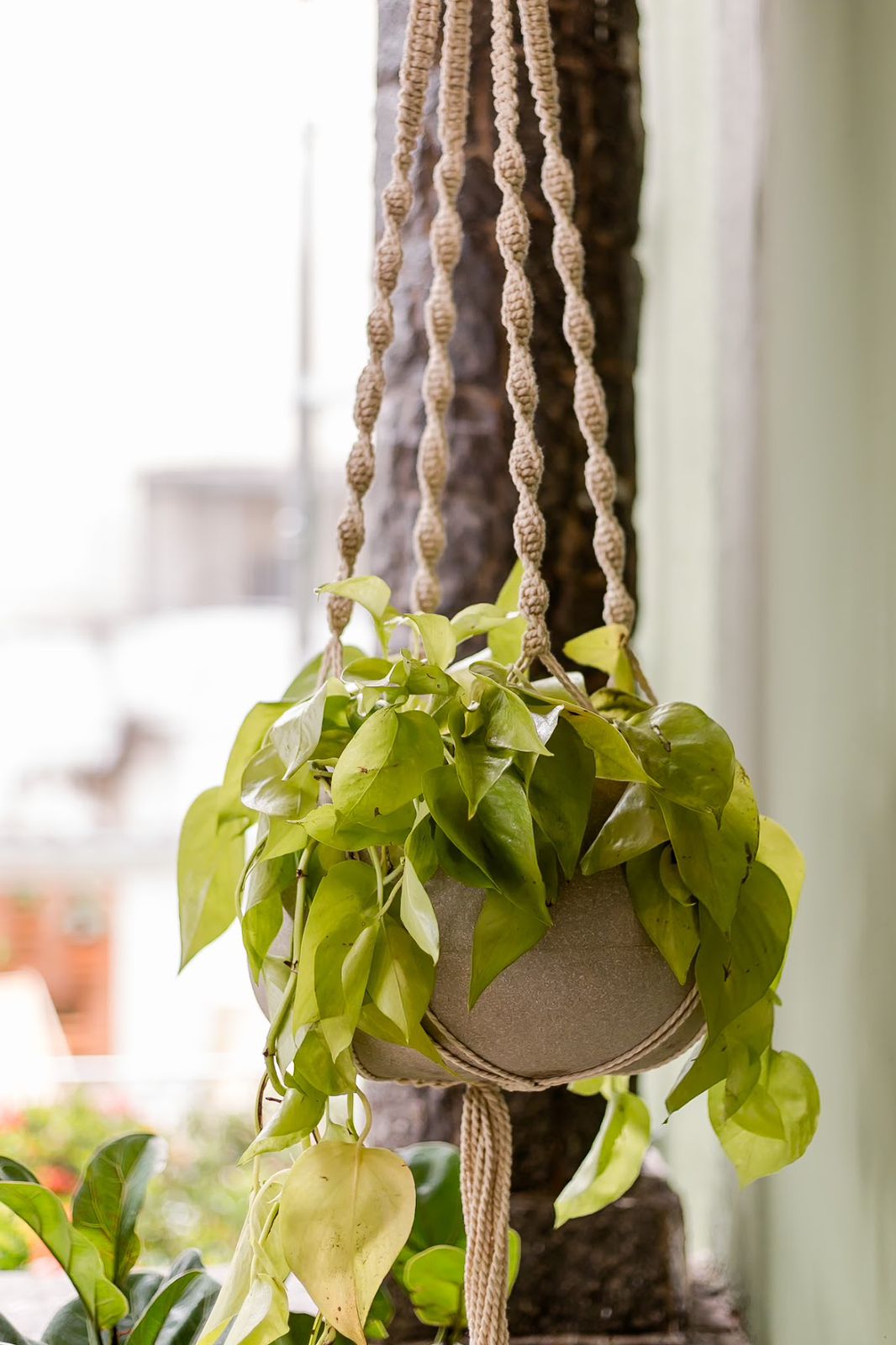 Detalhe de decoração com plantas suspensas